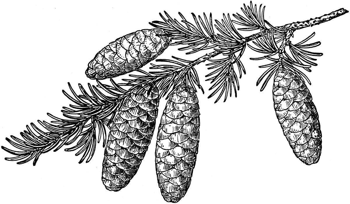 Coloring page gorgeous spruce branch
