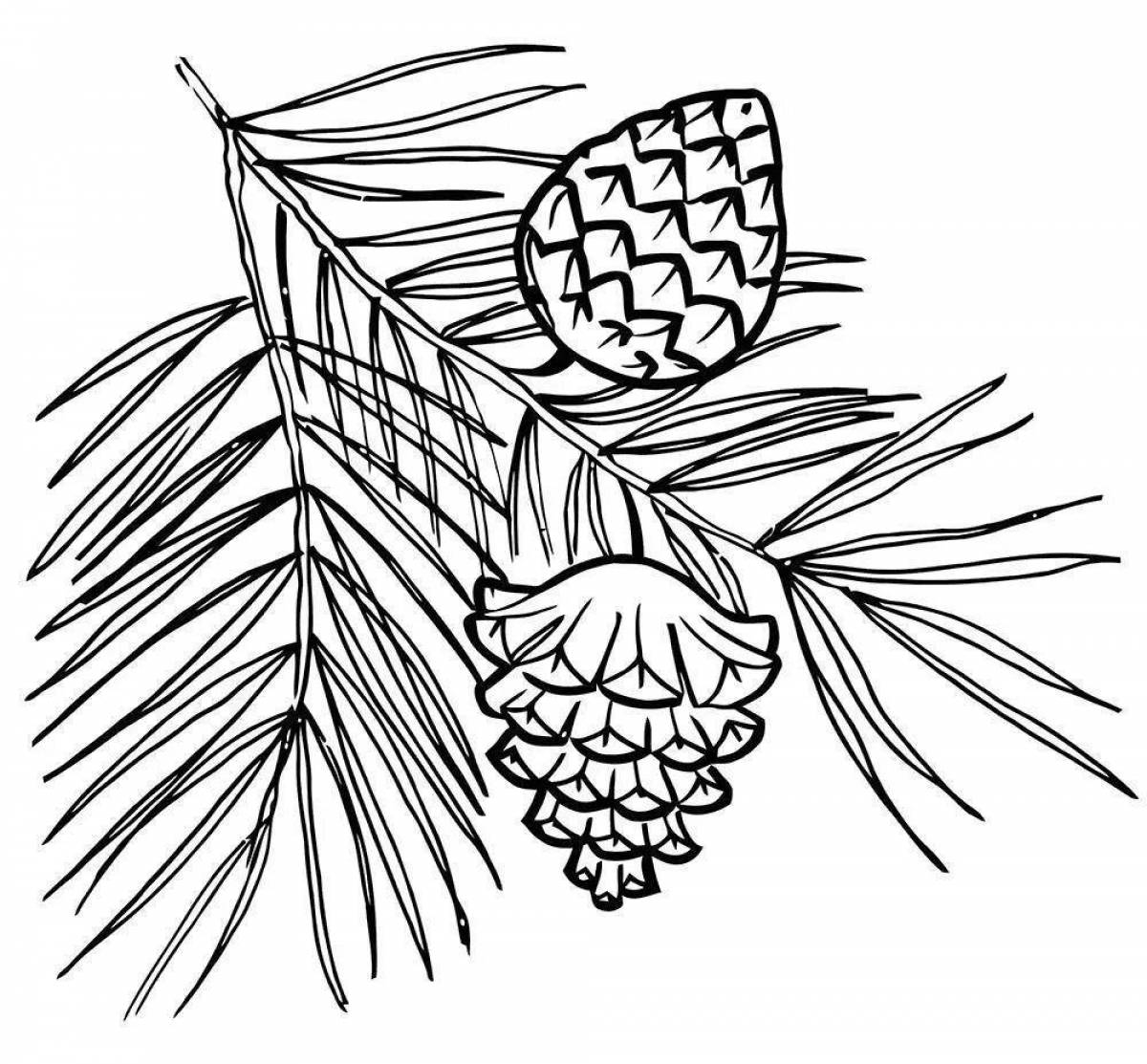 Exquisite spruce branch coloring page