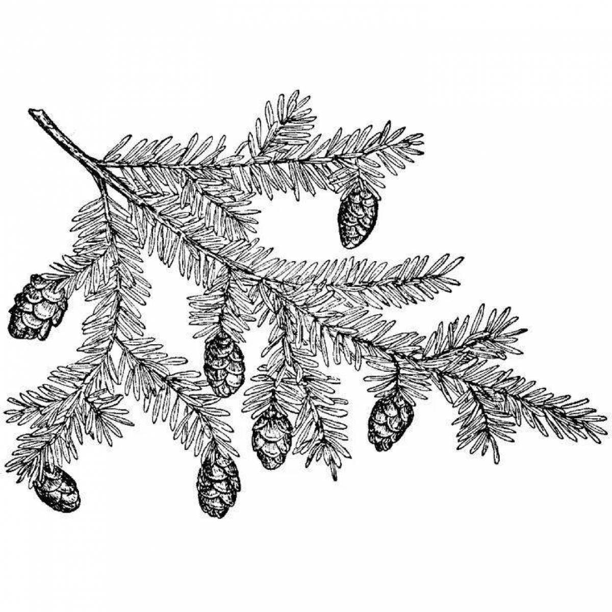 Coloring serene spruce branch