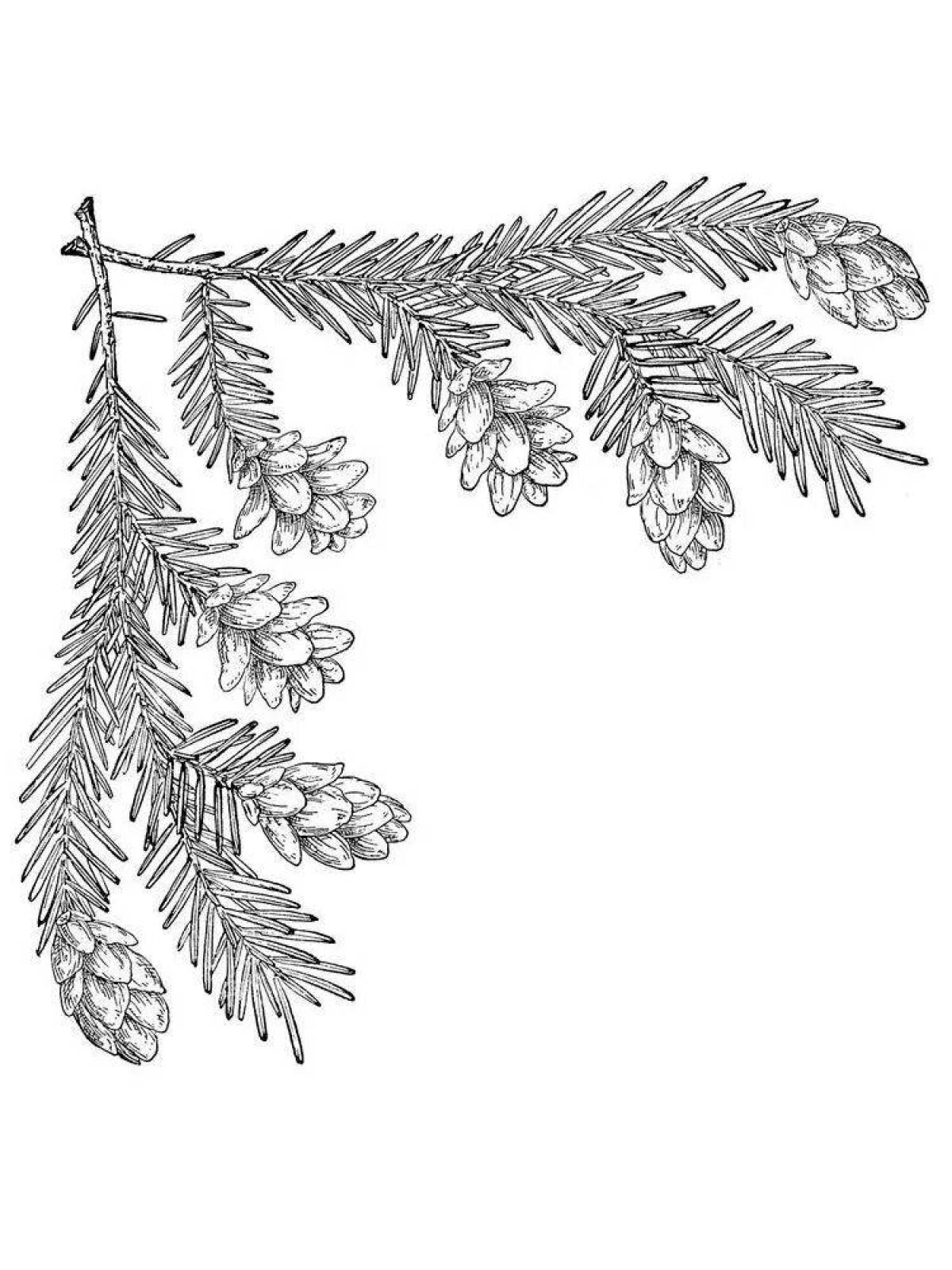 Spruce branch #3
