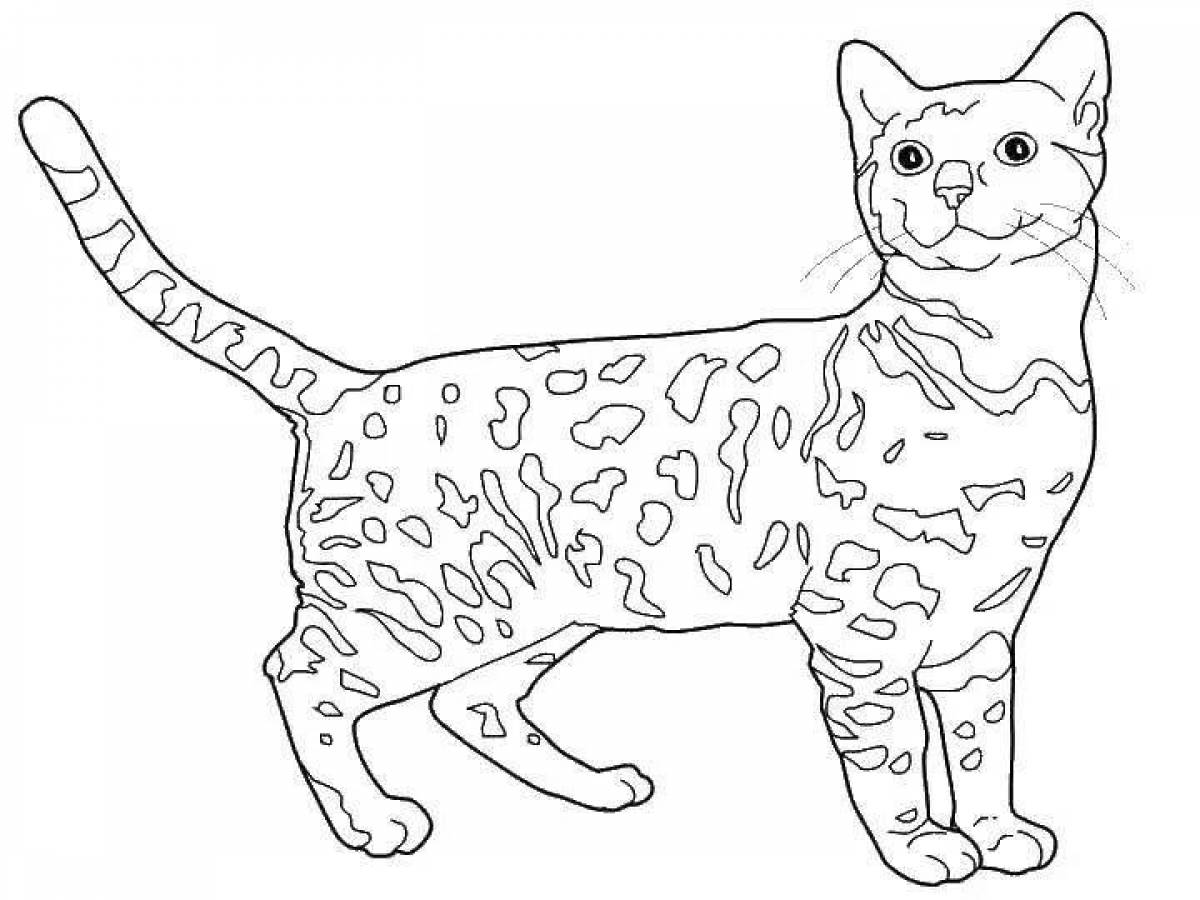 Величественная раскраска кот кубокот