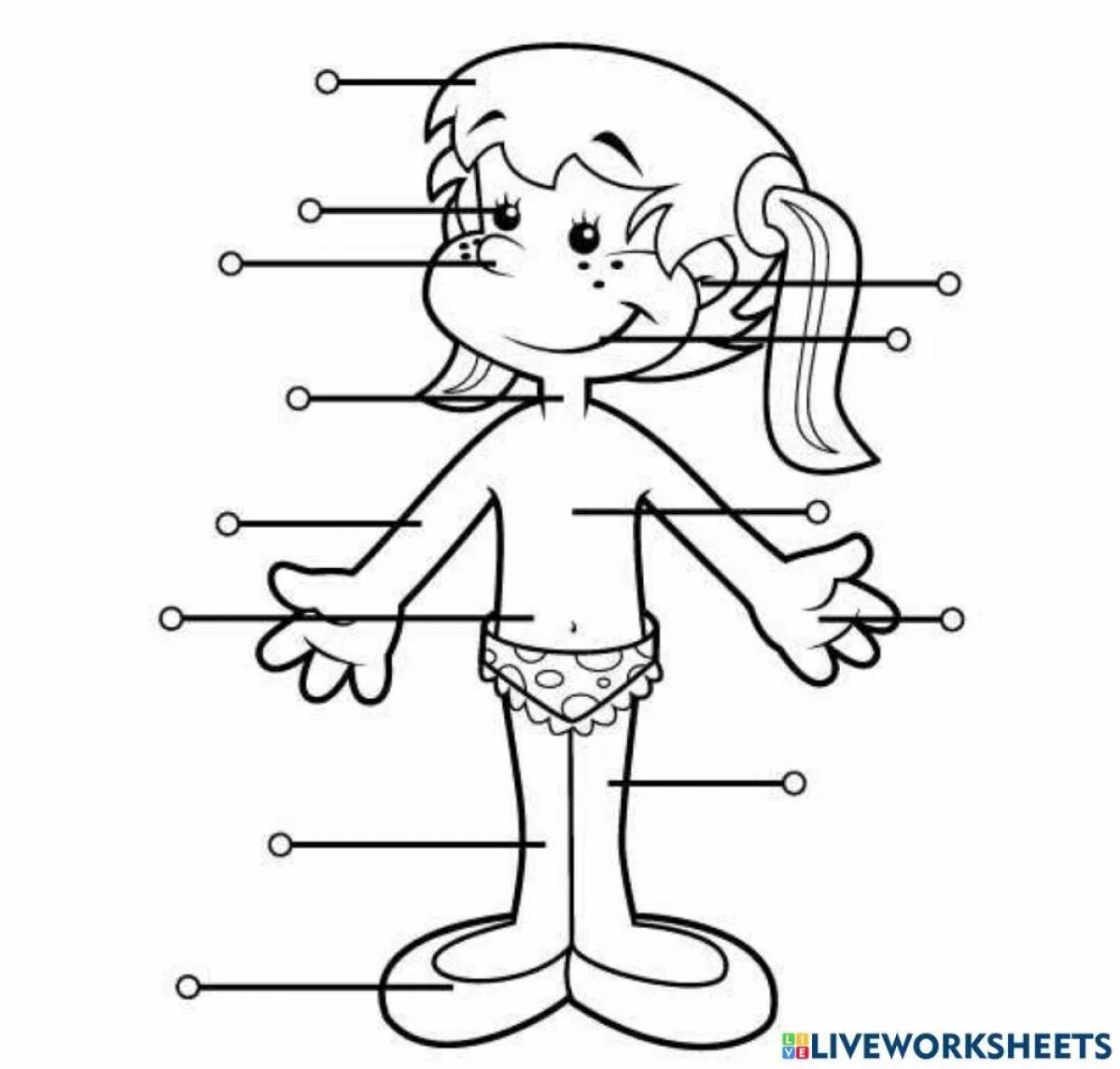 Colorful human structure coloring page for juniors