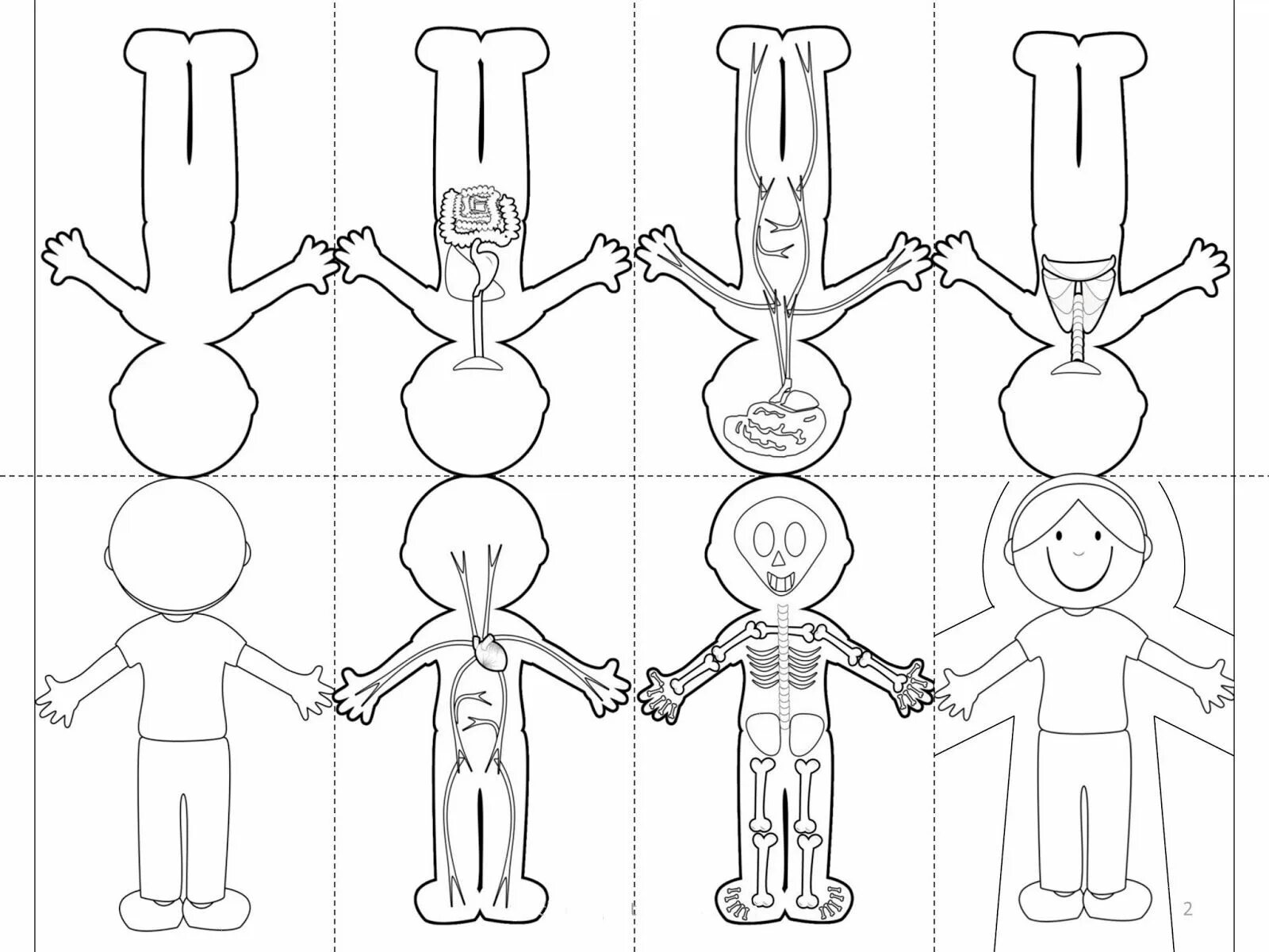 Colorful human structure coloring page for students
