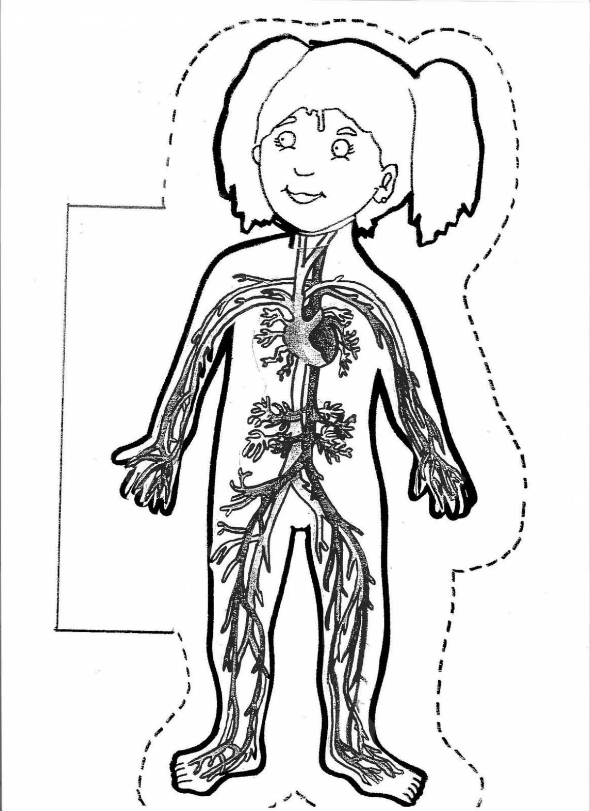 Colorful human structure coloring page for tykes