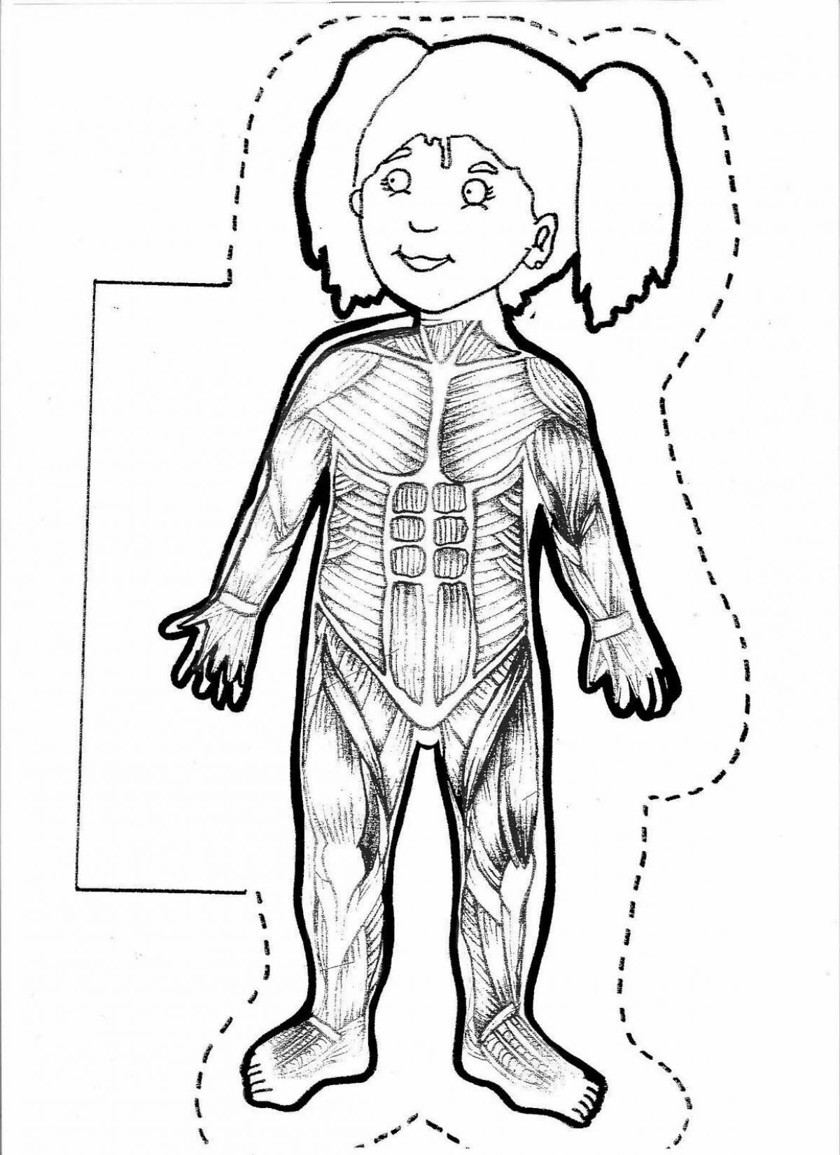 Colorful human structure coloring page for pre-k