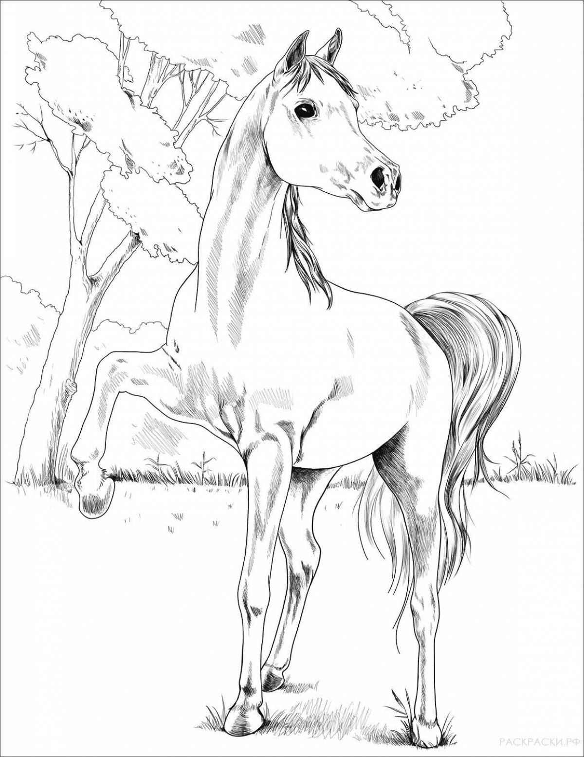 Изысканная раскраска красивые лошади