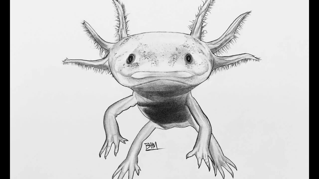 Joyful axolotl coloring