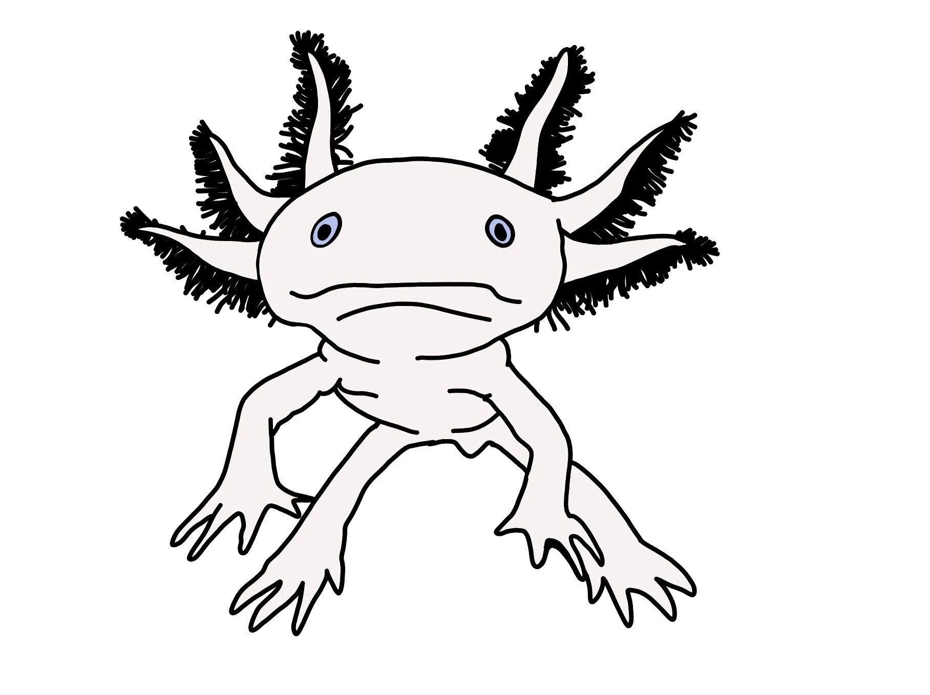 Axolotl dramatic coloring