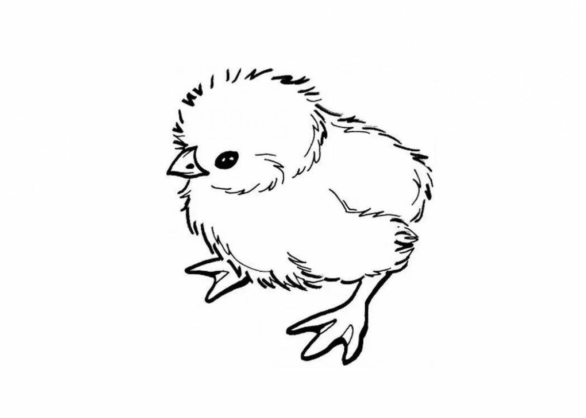 Chick exotic coloring page