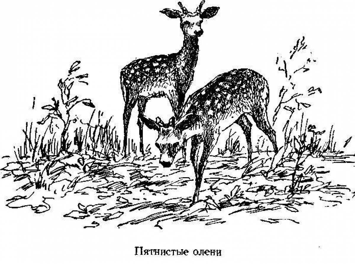 Ильменский заповедник пятнистый олень