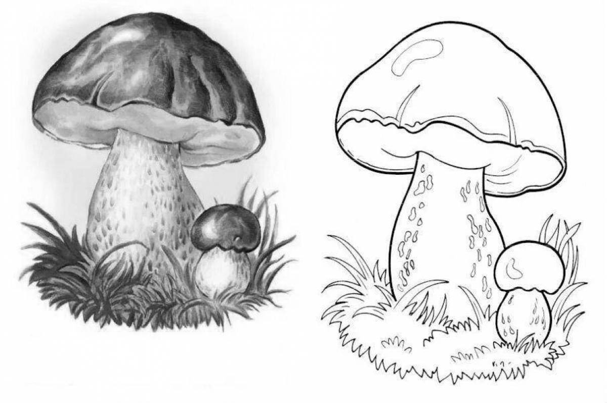 Рисунок гриб боровик карандашом