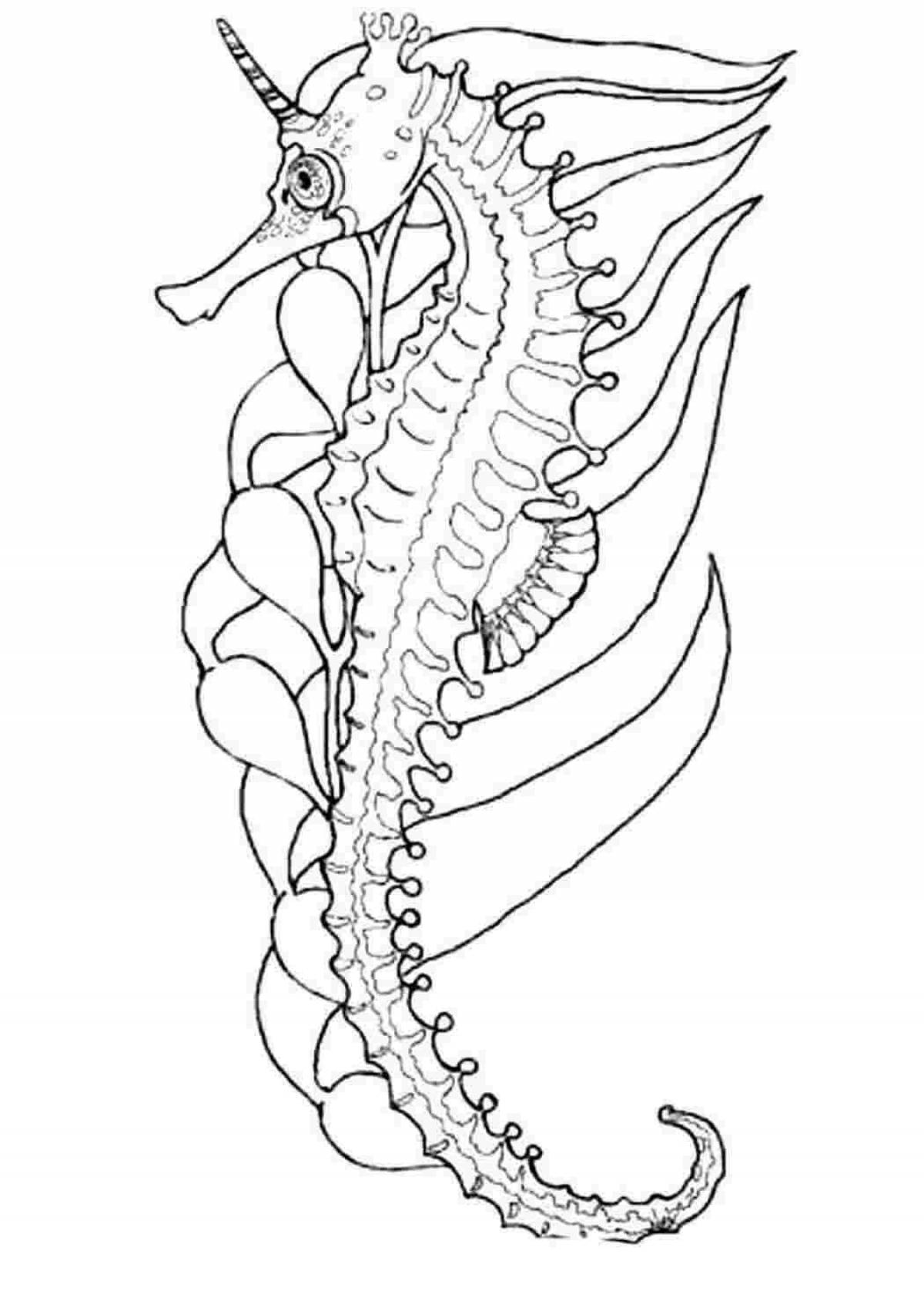 Морской конек рисунок. Разукрашка морской конек. Морской конёк расскрасс. Морской конек рисунок раскраска.
