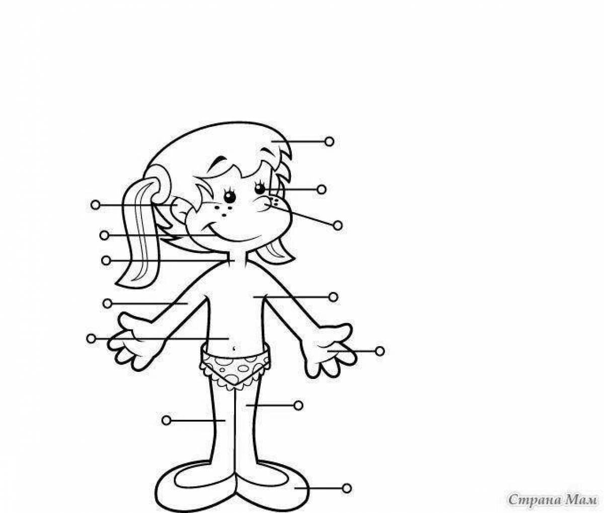 Рисунки части тела человека