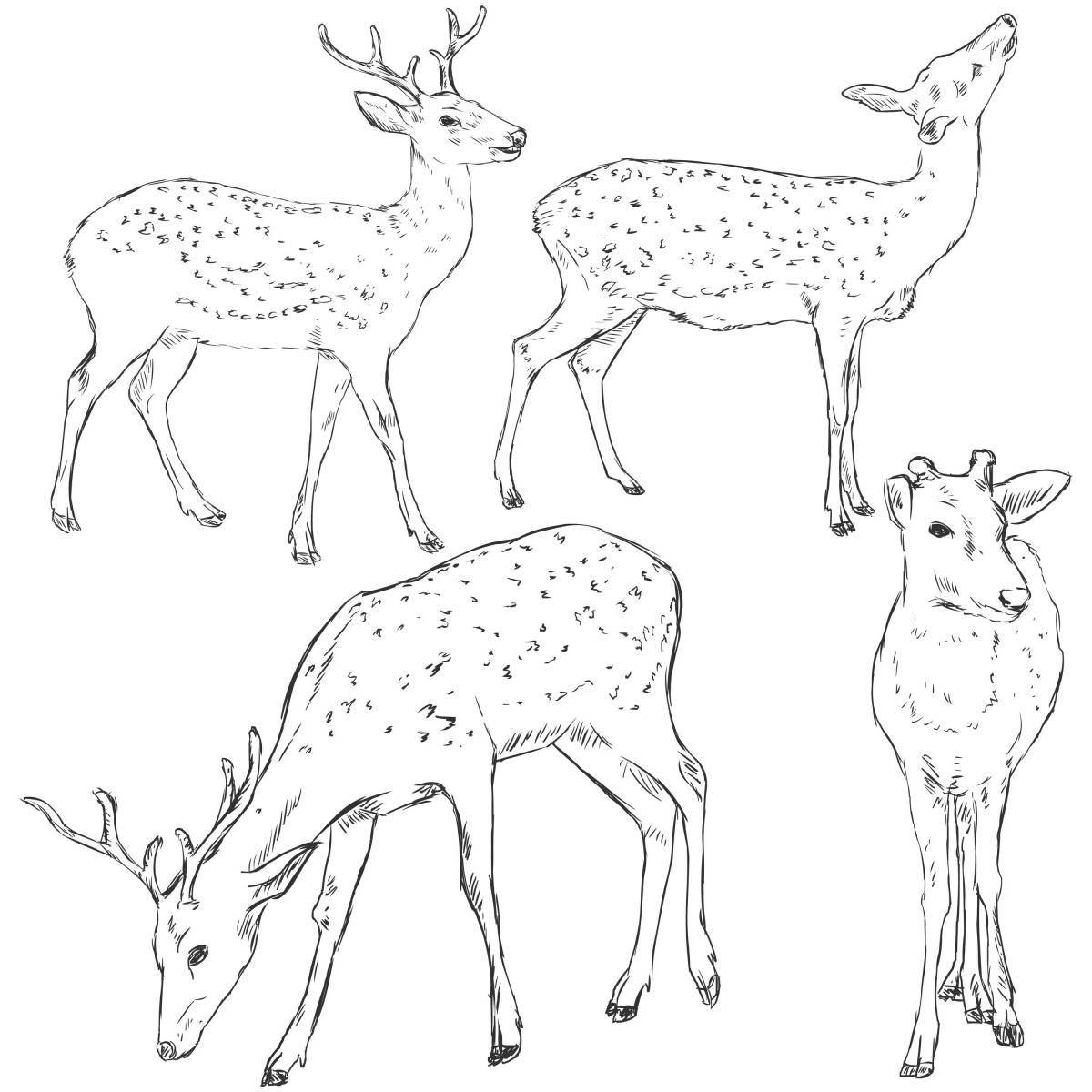 Coloring book gorgeous sika deer