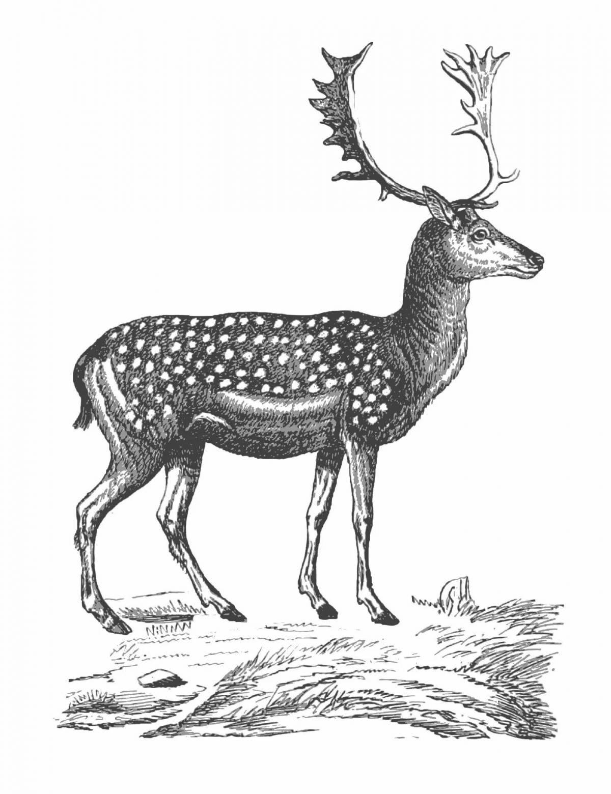Coloring book shining sika deer