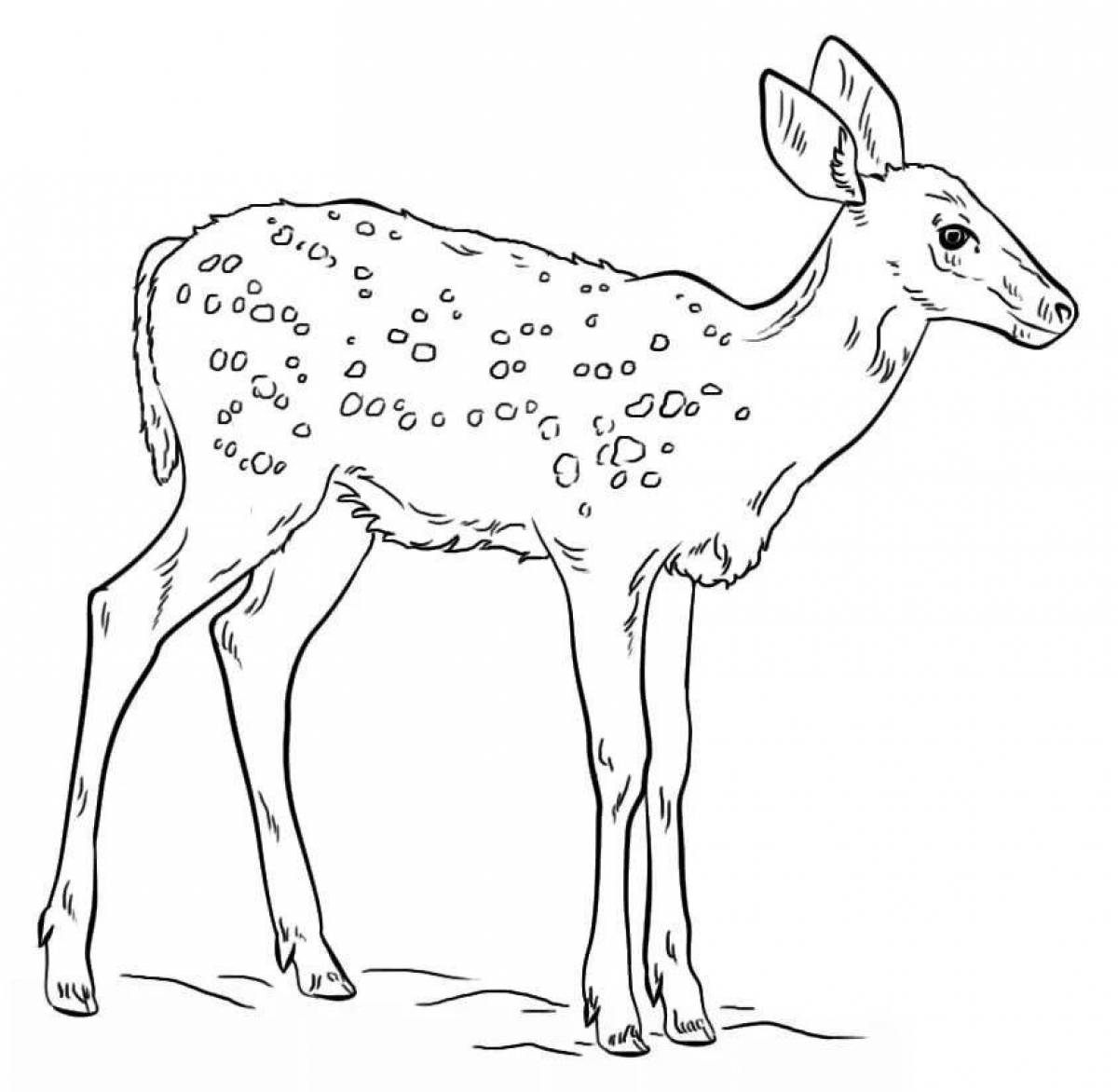 Coloring cute sika deer