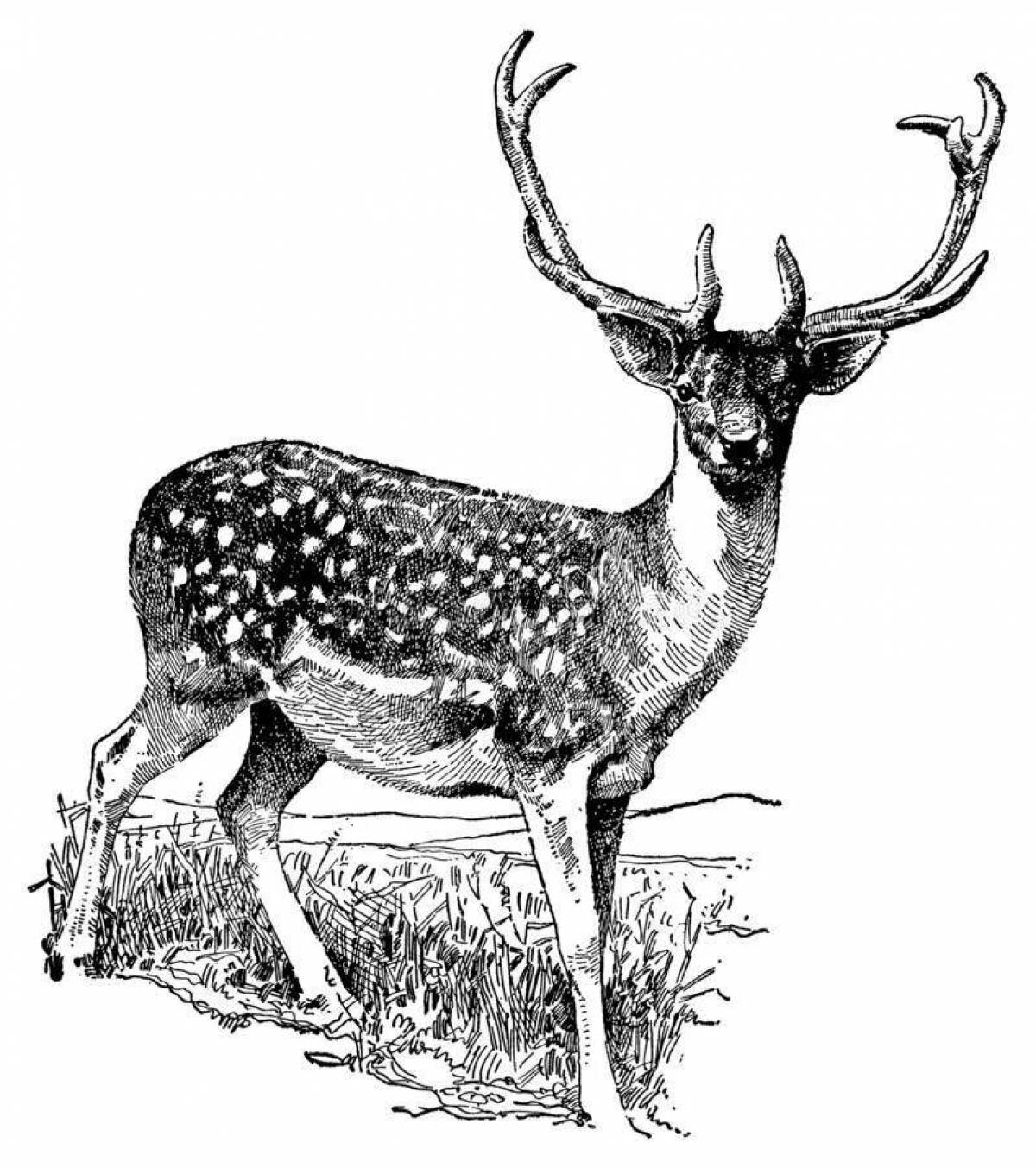 Coloring bright sika deer