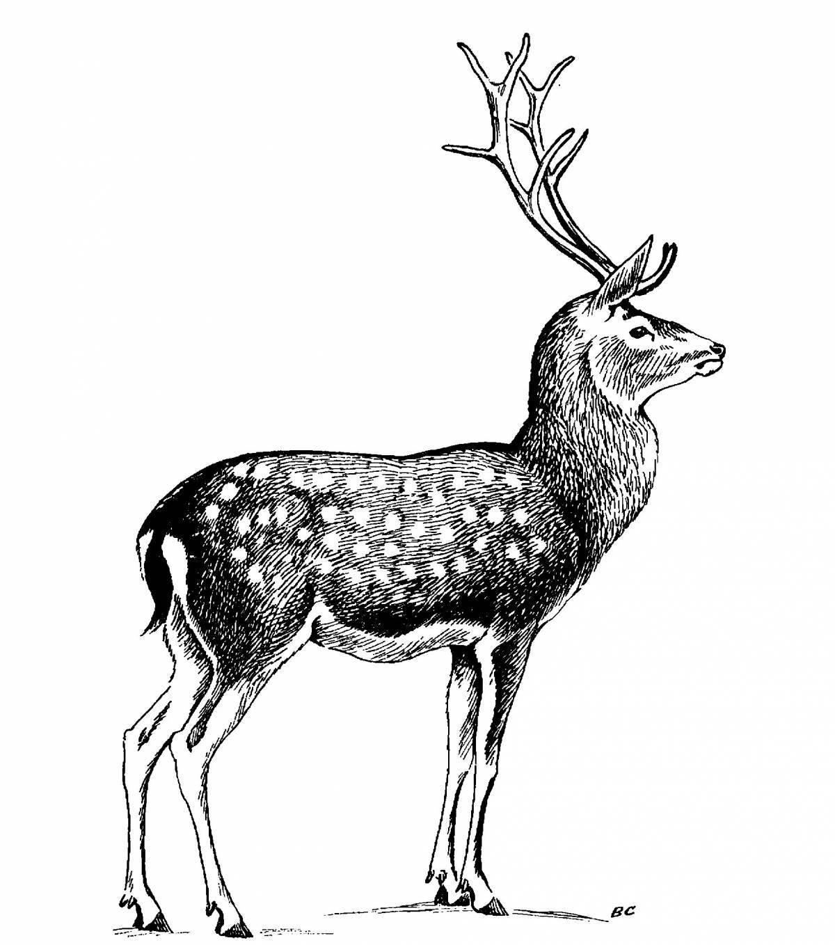 Rampant sika deer coloring page