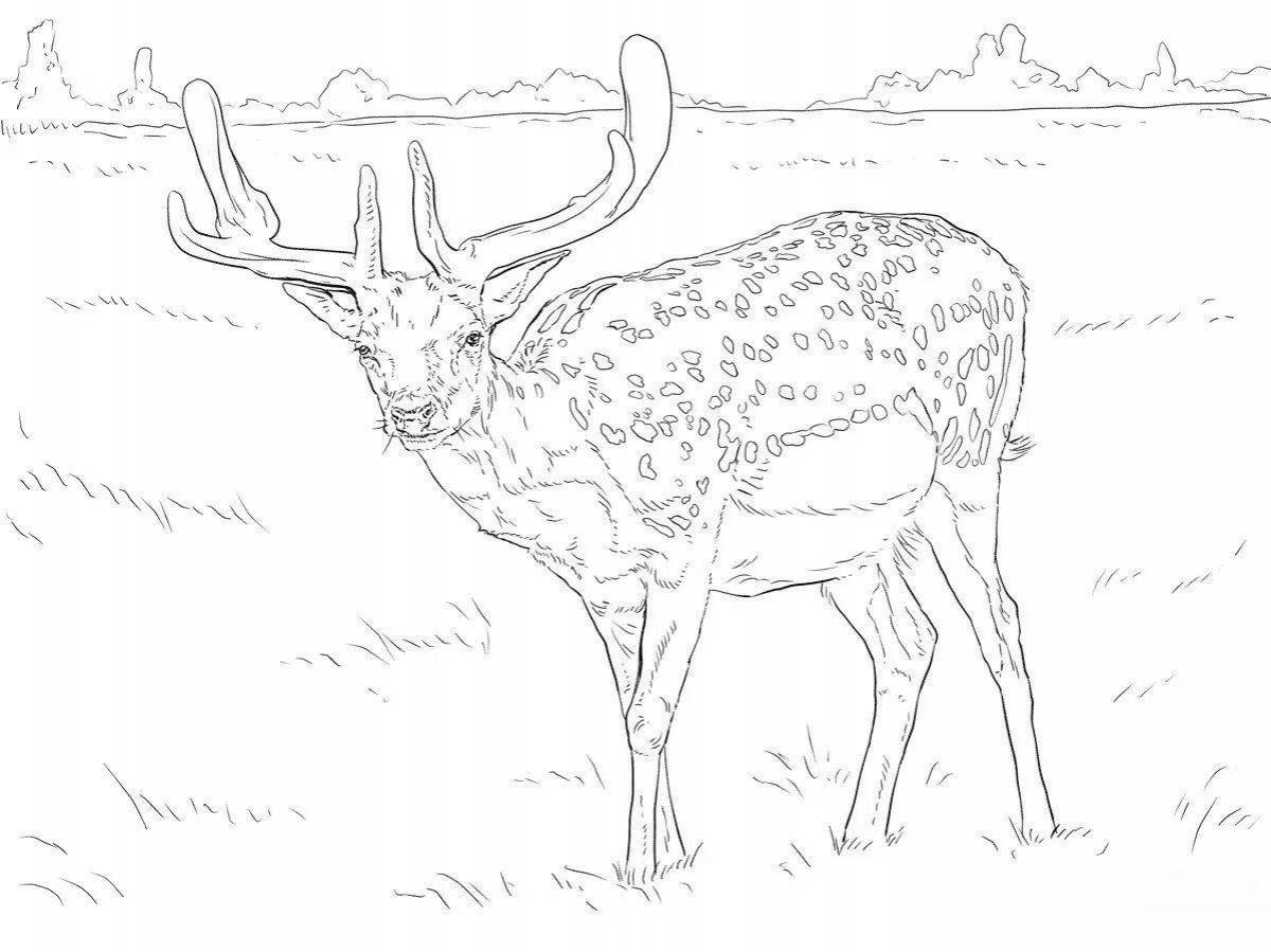 Glowing sika deer coloring page