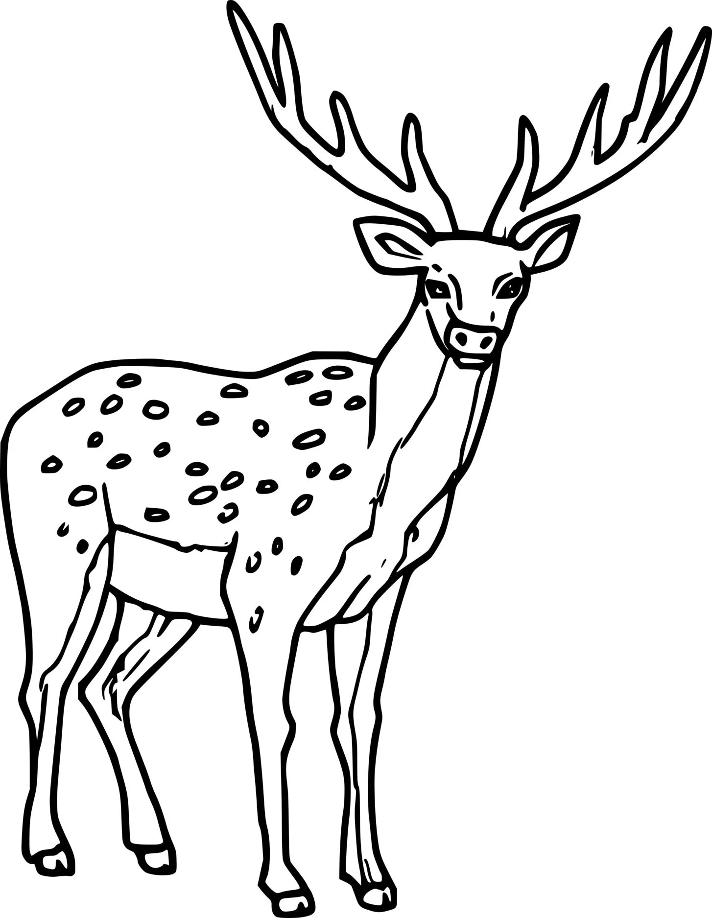 Sika deer #2