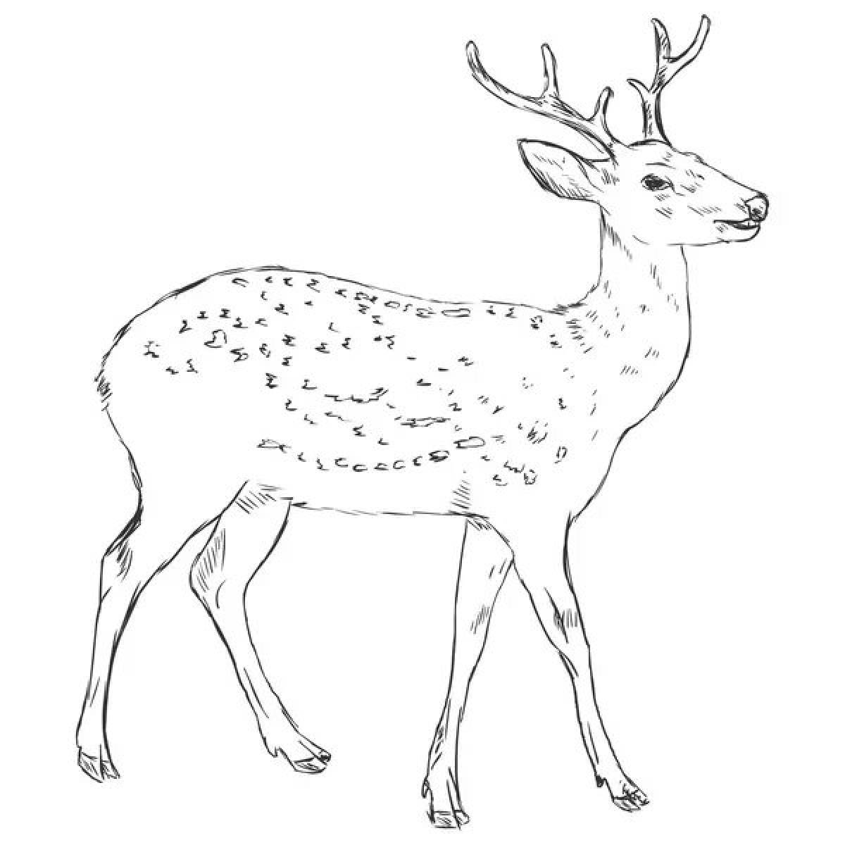 Sika deer #4