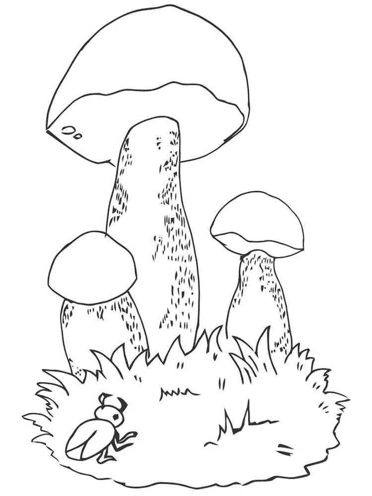 Белый гриб раскраска - 62 фото