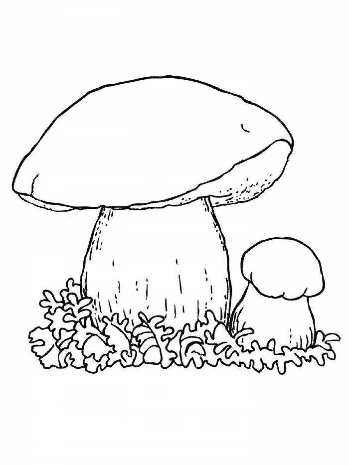 Complex mushroom boletus coloring