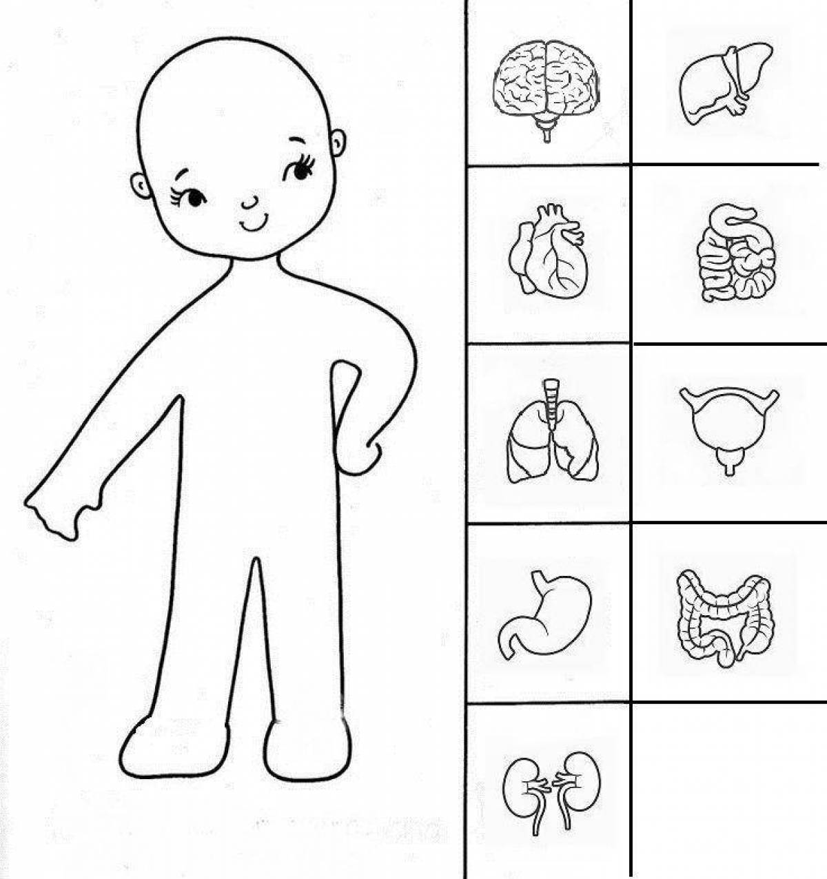 Органы человека для дошкольников