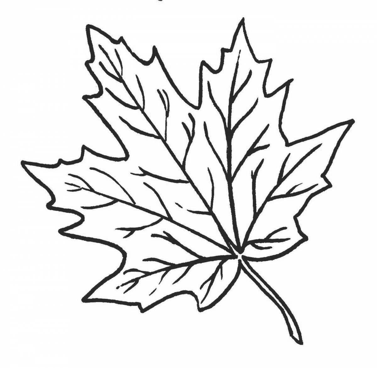 Colorful maple leaf coloring book for kids