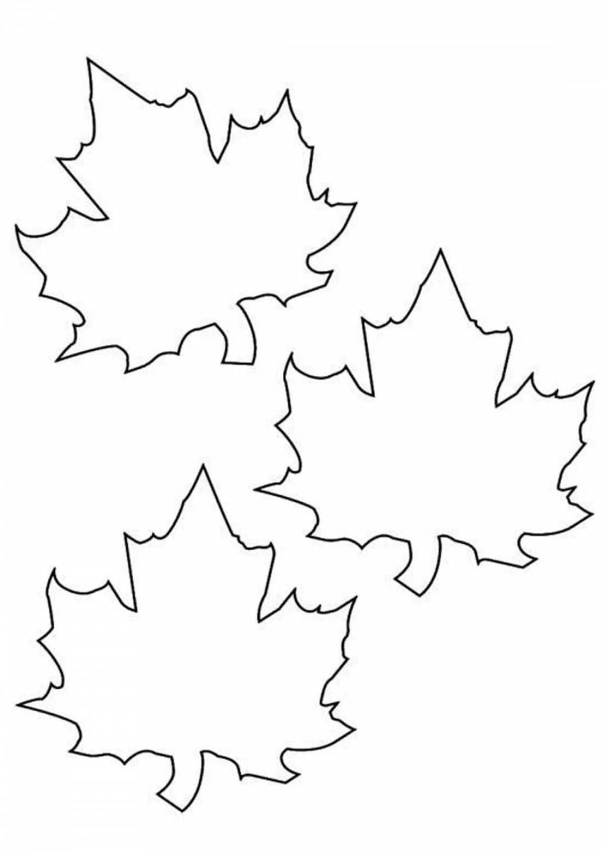 Fun maple leaf coloring for kids