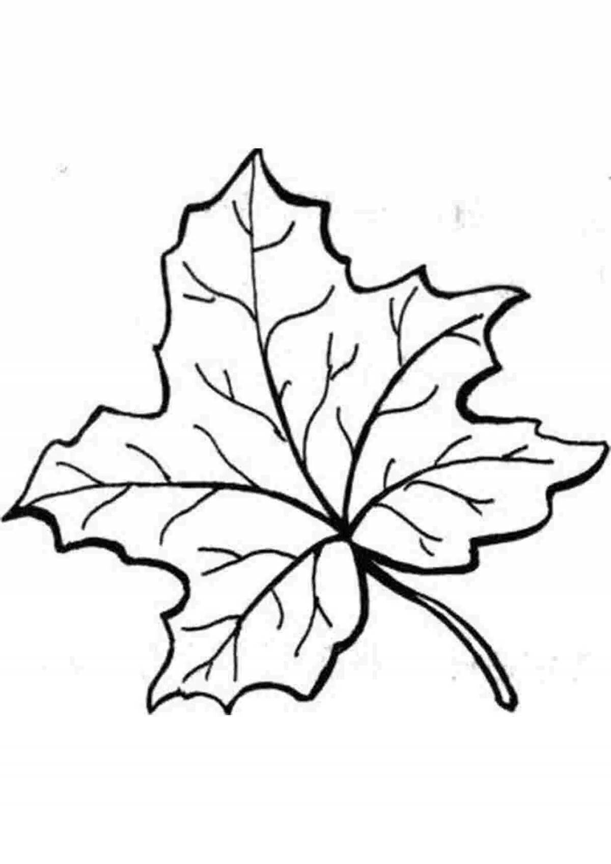 Joyful maple leaf coloring for kids