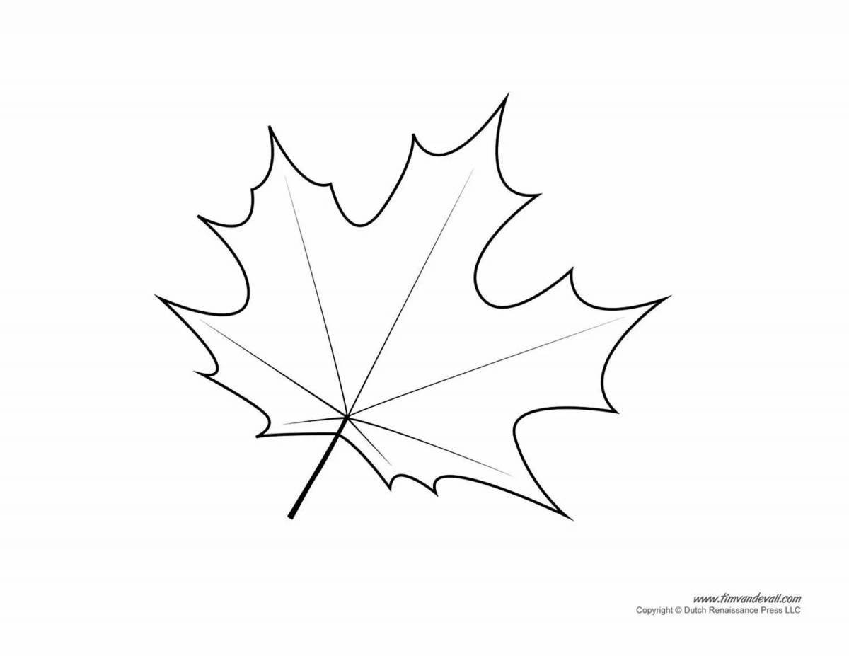 Exquisite maple leaf coloring book for kids