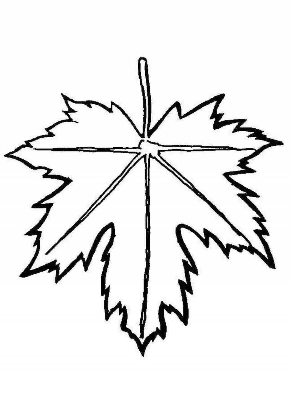 Beautiful maple leaf coloring book for kids