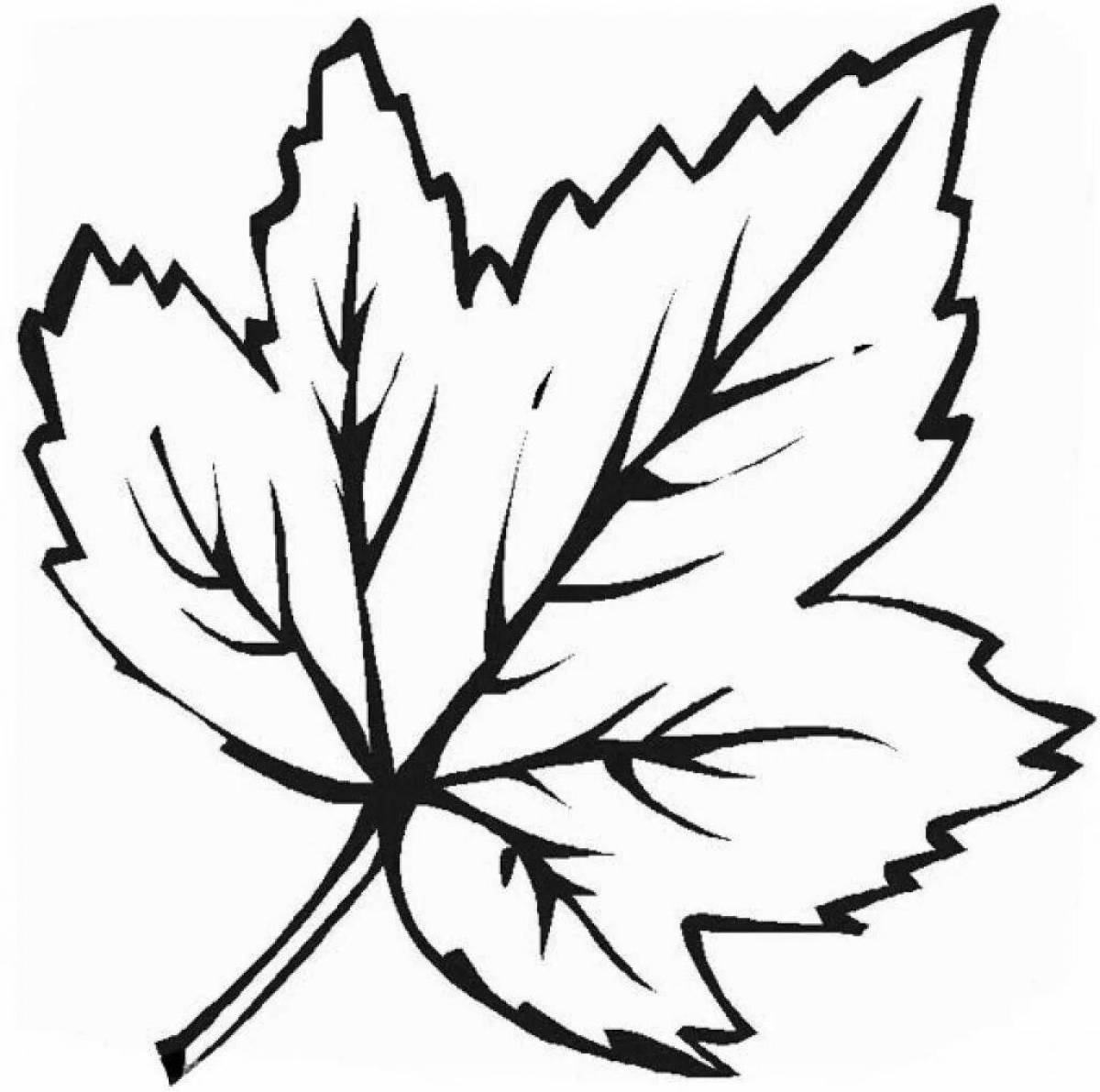 Shiny maple leaf coloring book for kids