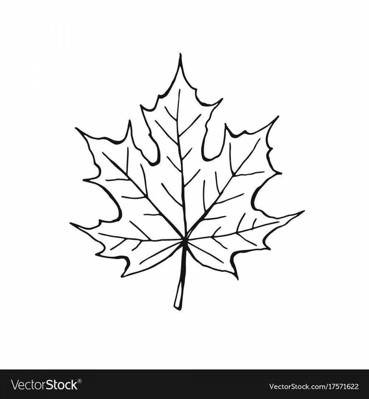 Energy coloring maple leaf for kids