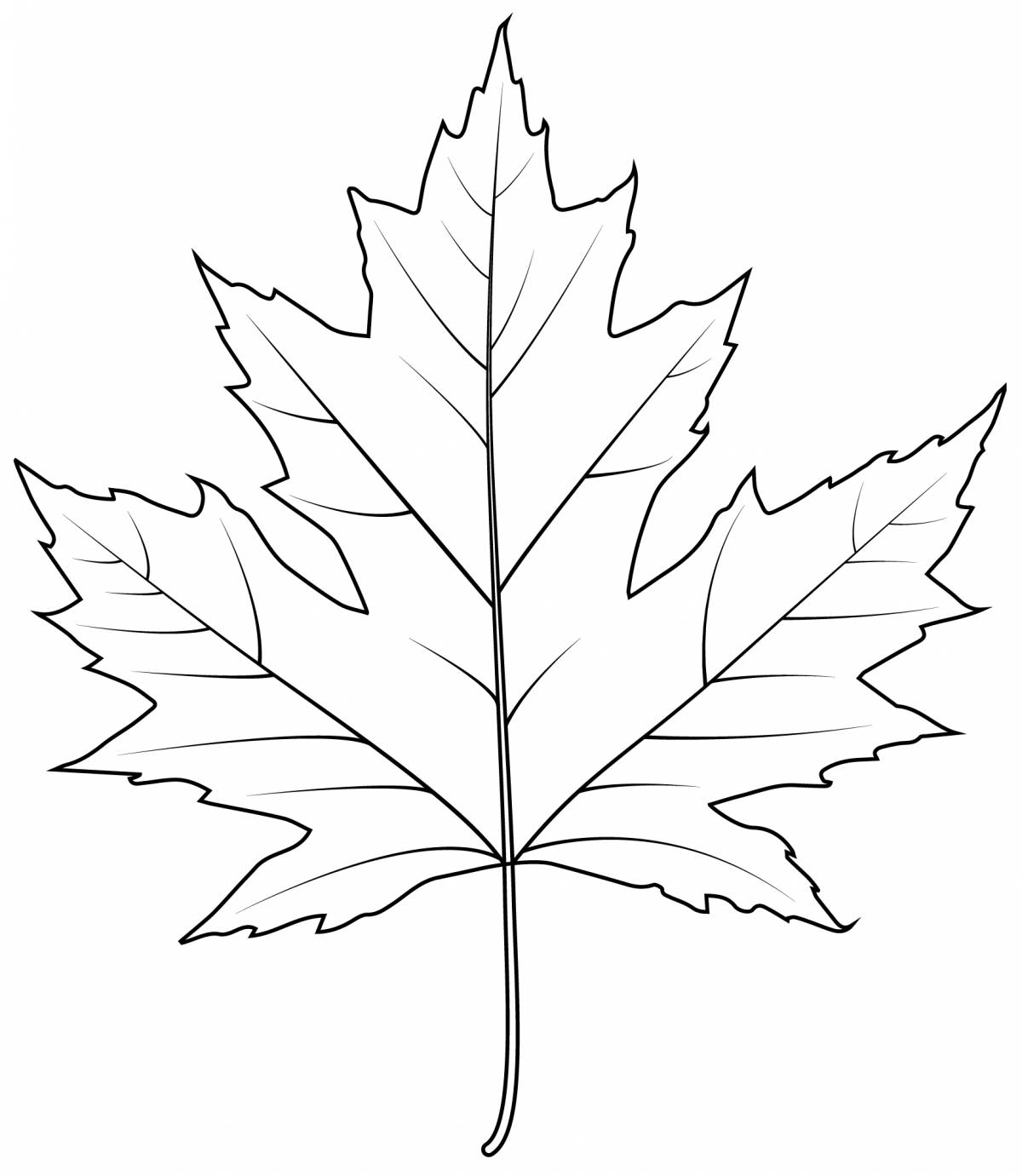 Exciting maple leaf coloring book for kids