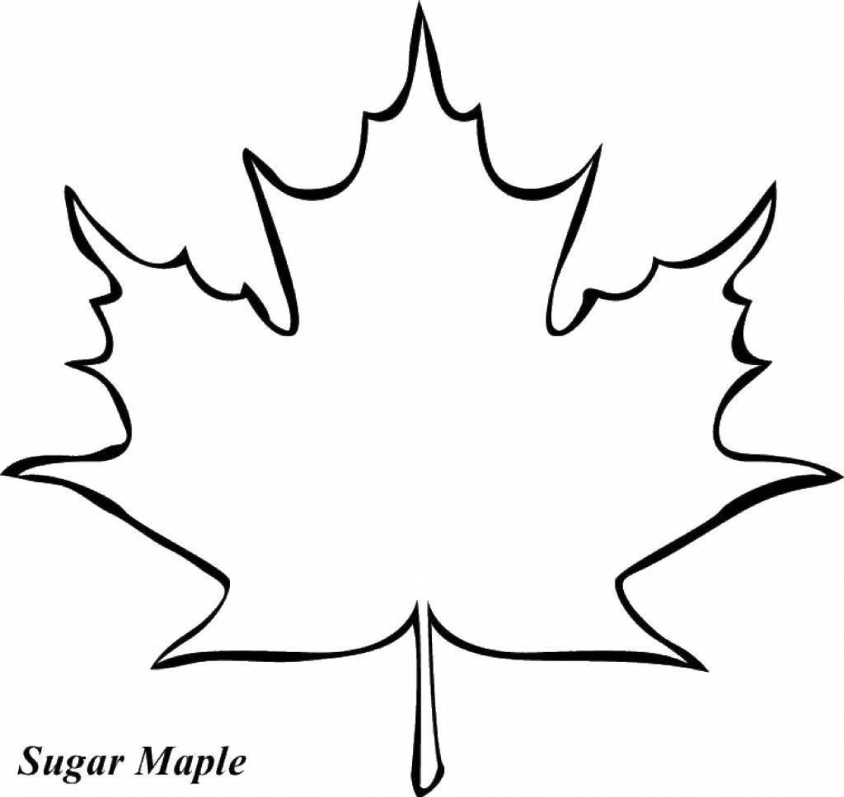 Maple leaf for kids #2