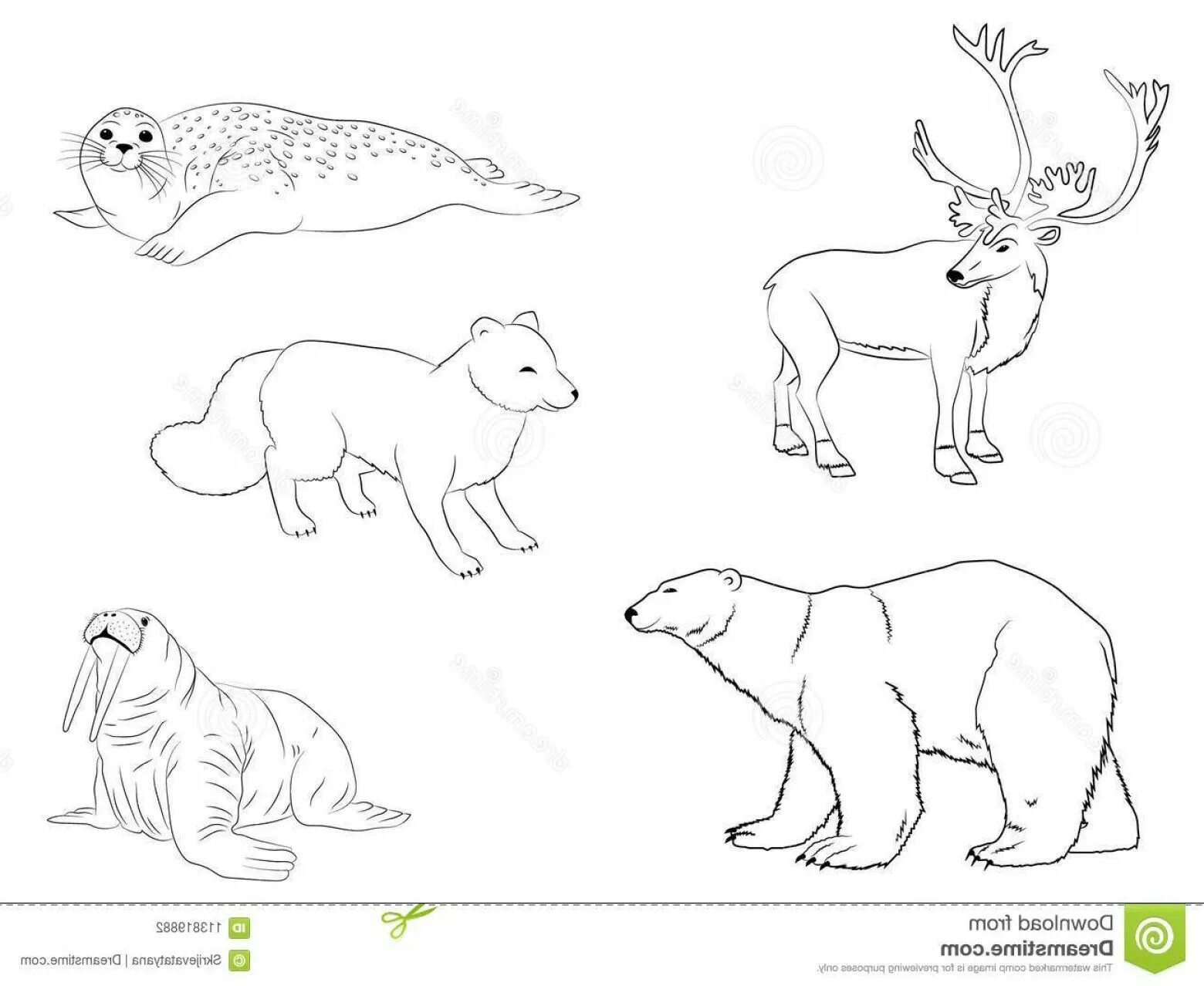 Noble coloring pages animals of the north