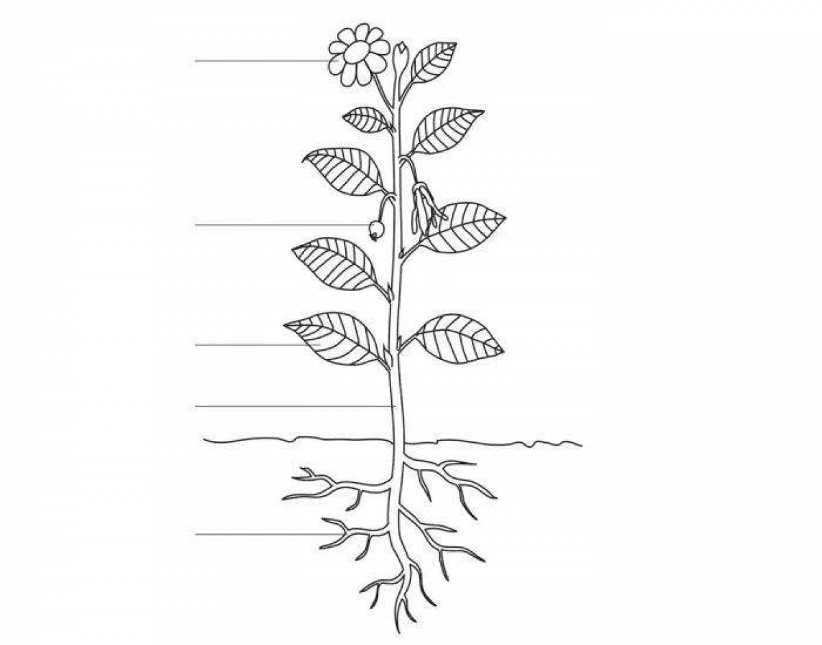 Coloring page of plant parts