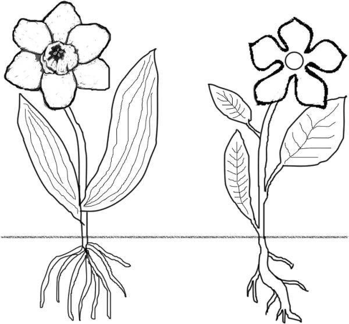 Coloring page of fascinating plant parts