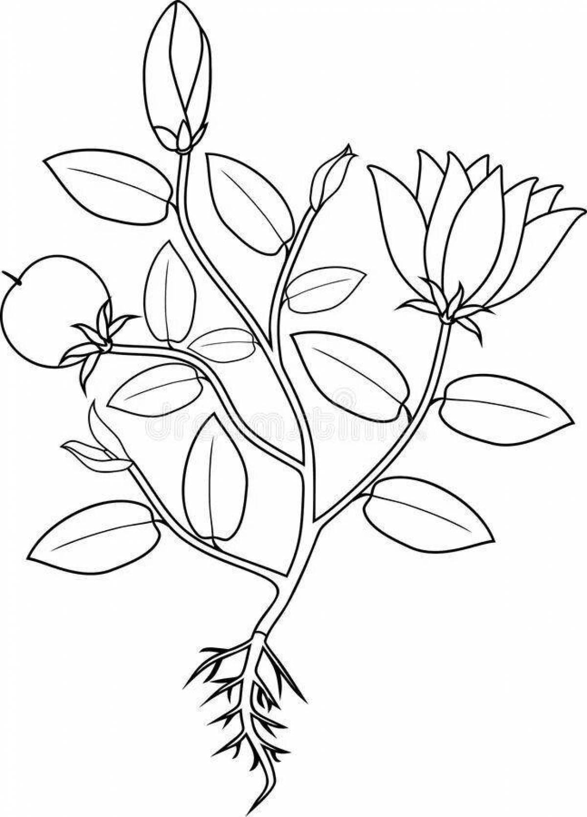 Coloring page of arcane plant parts