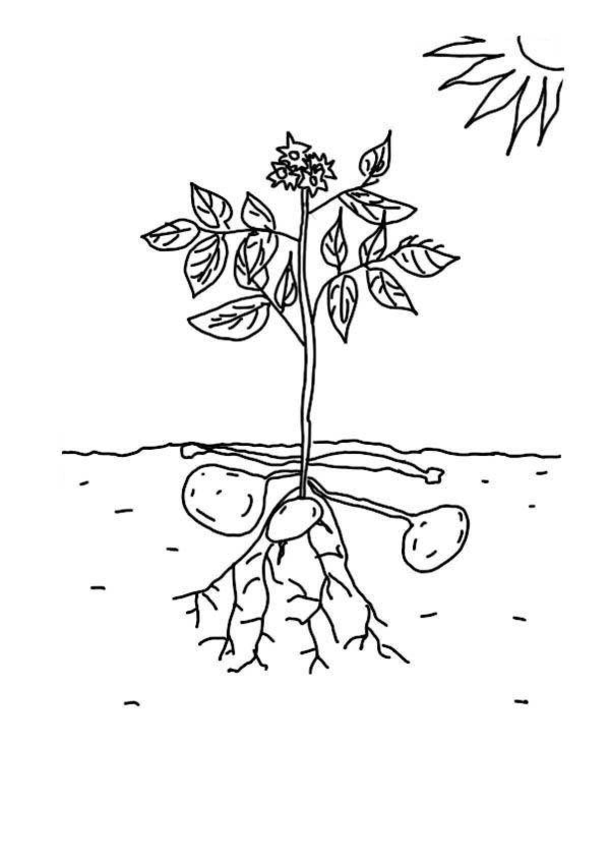 Coloring page magical parts of plants