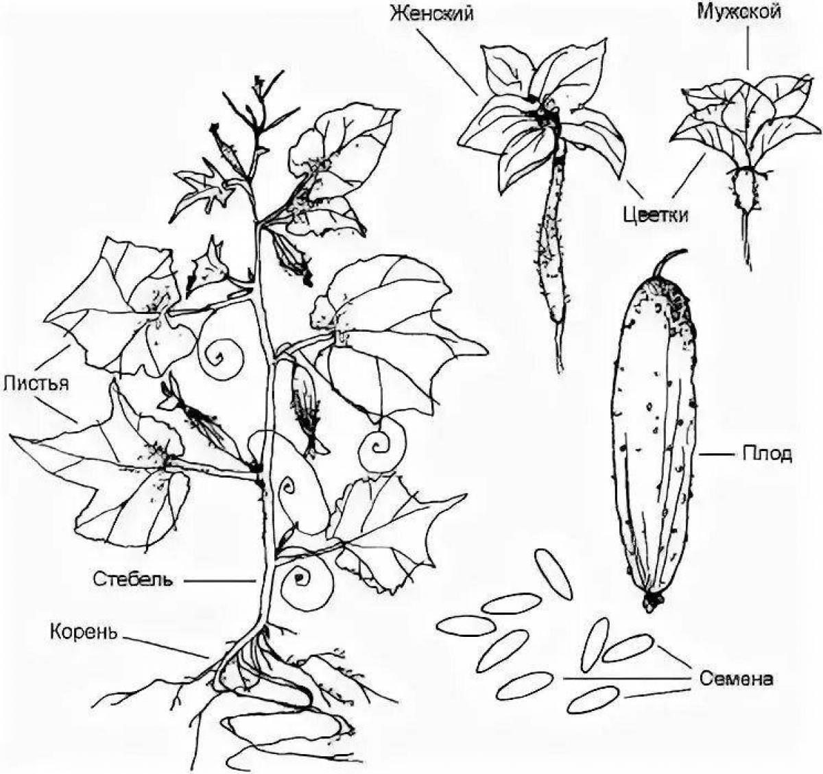 Coloring pages striking parts of plants