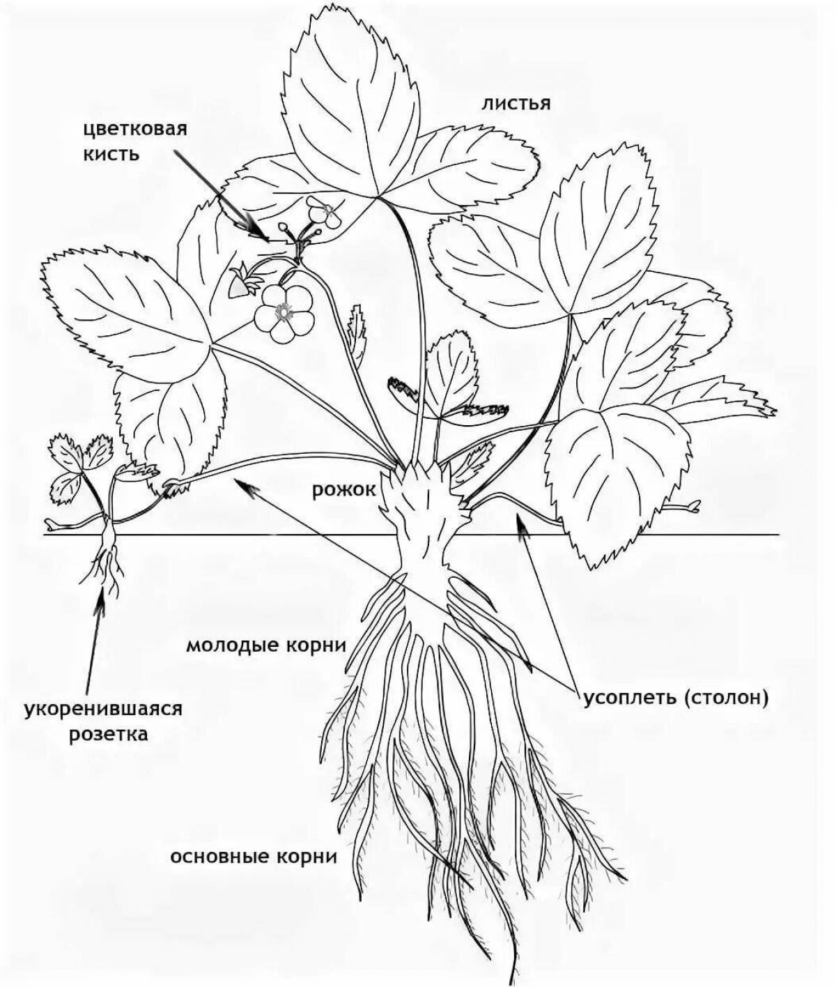 Coloring page of animated plant parts