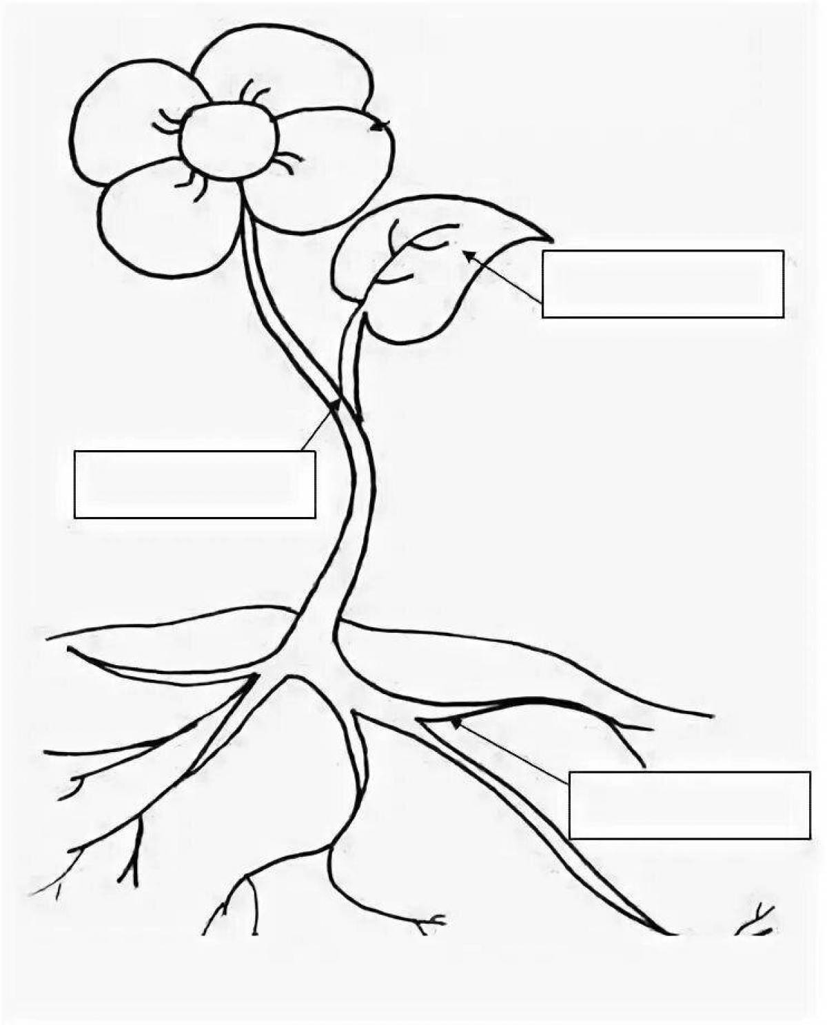 Living coloring page of plant parts