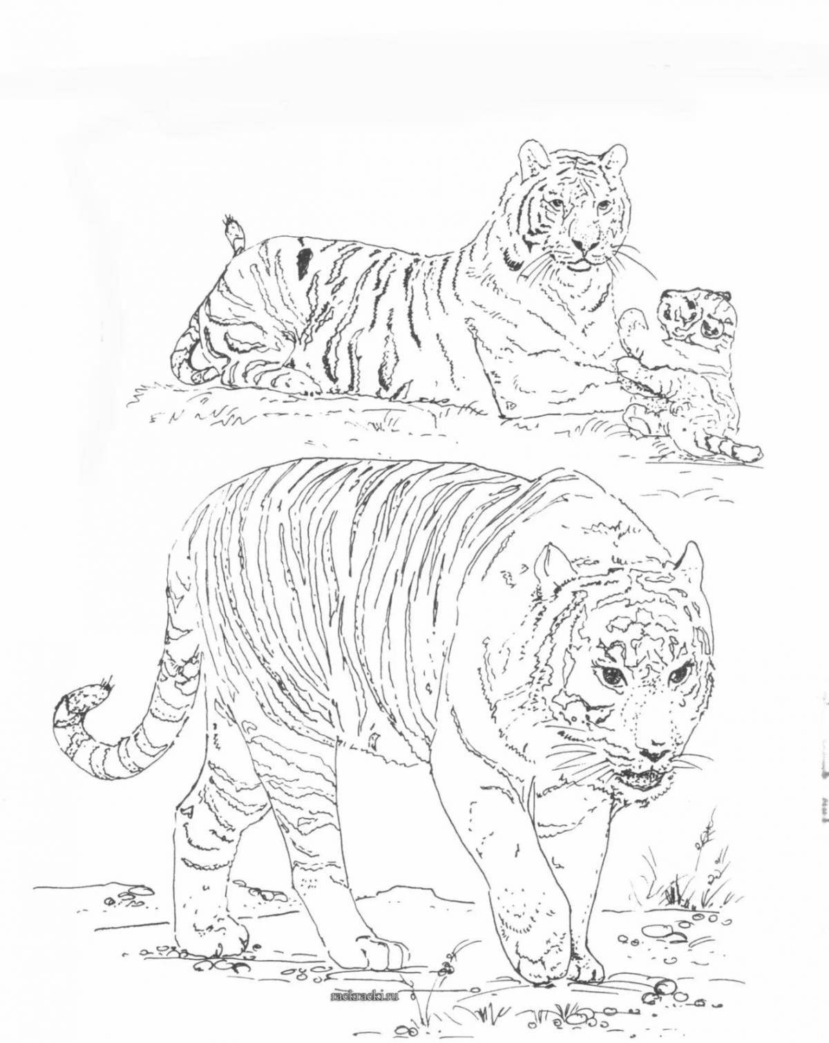 Раскраска амурский тигр из красной книги