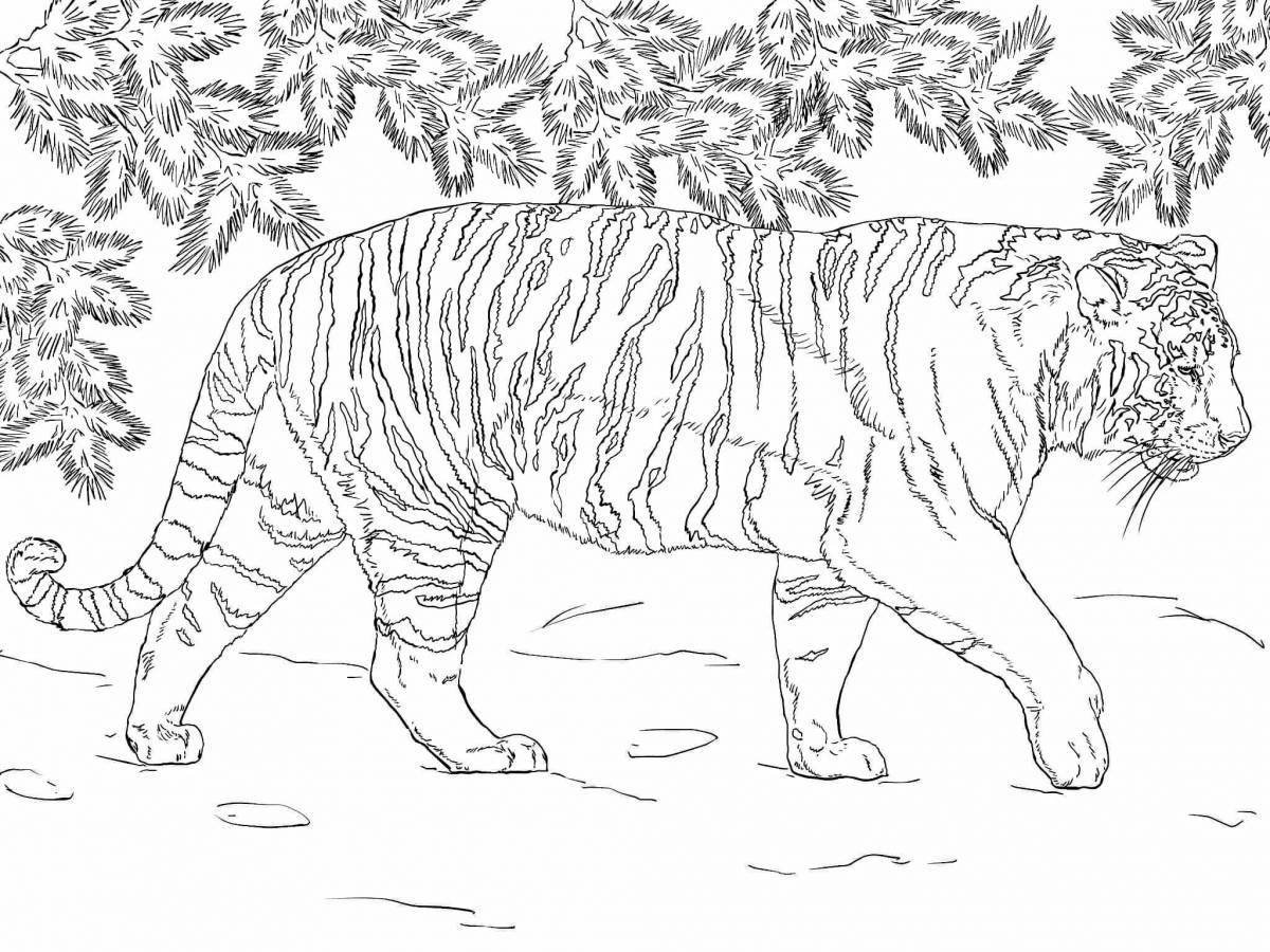 Ослепительно краснокнижный амурский тигр