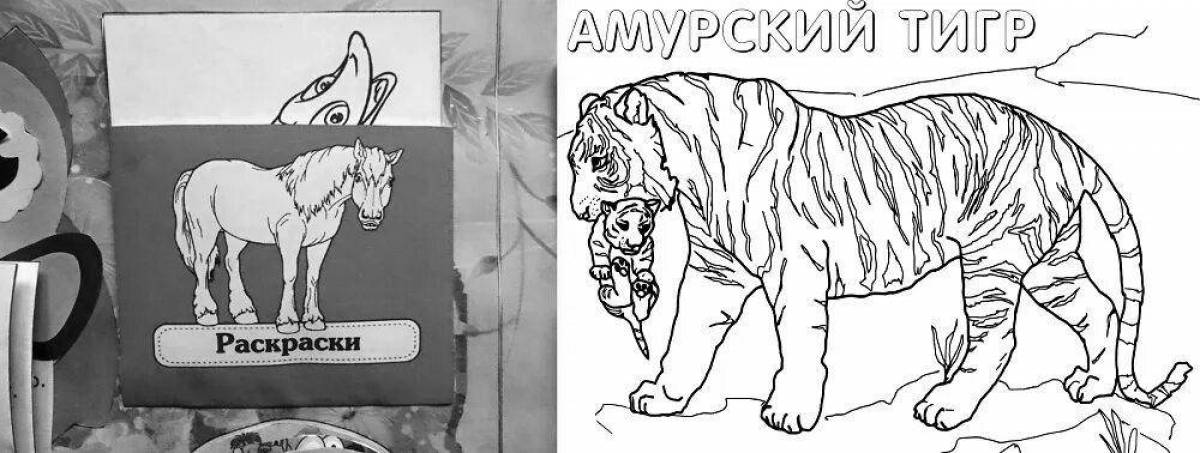Раскраска увлекательный краснокнижный амурский тигр