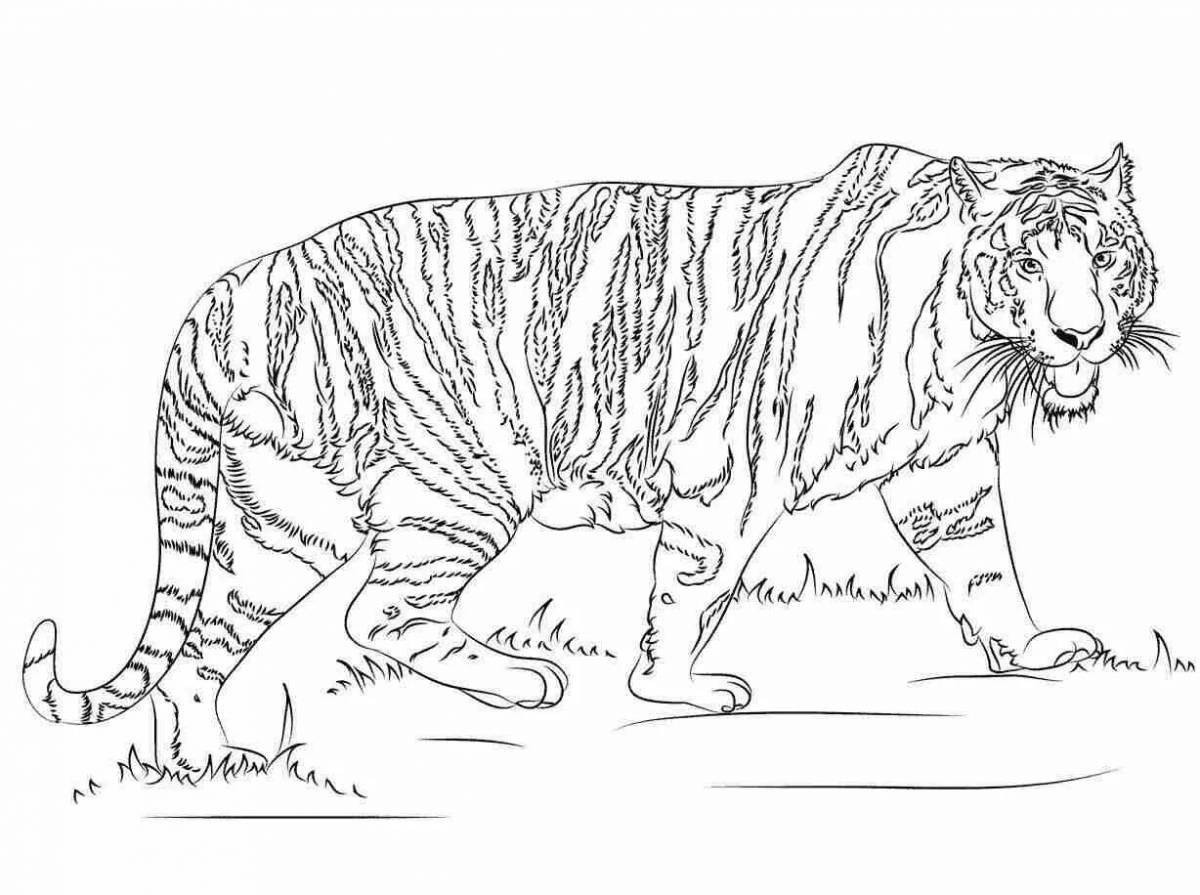 Раскраска манящий краснокнижный амурский тигр
