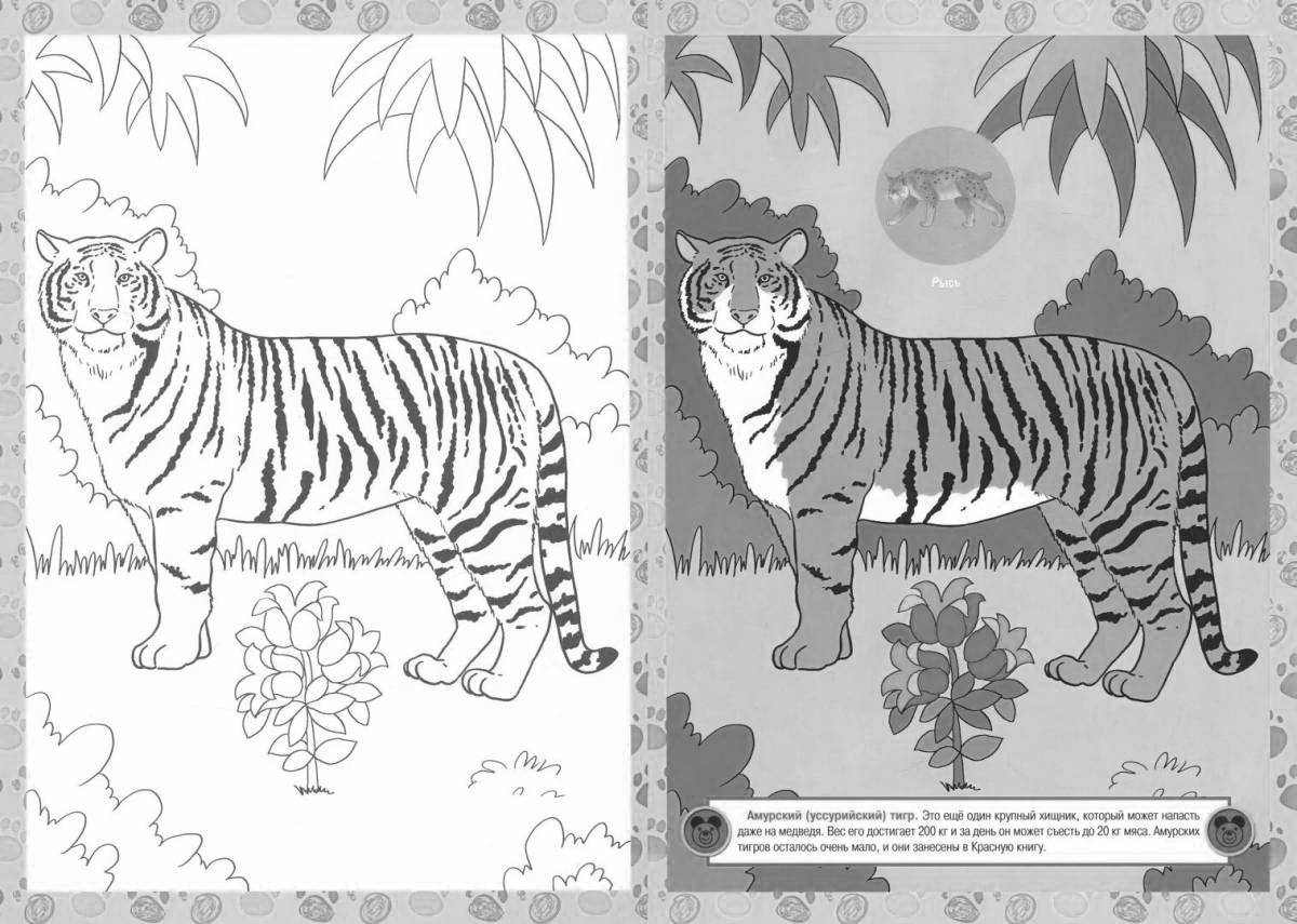 Раскраска великодушный краснокнижный амурский тигр